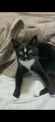 Lost Female Cat last seen Ace train station Manteca Lathrop , Lathrop, CA 95330