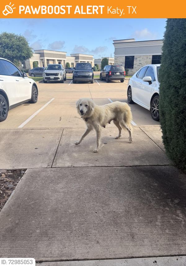 Found/Stray Female Dog last seen Fernhurst and 99, Katy, TX 77450