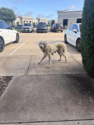 Found/Stray Female Dog last seen Fernhurst and 99, Katy, TX 77450