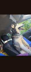 Reunited Male Dog last seen Home, Gary, IN 46403