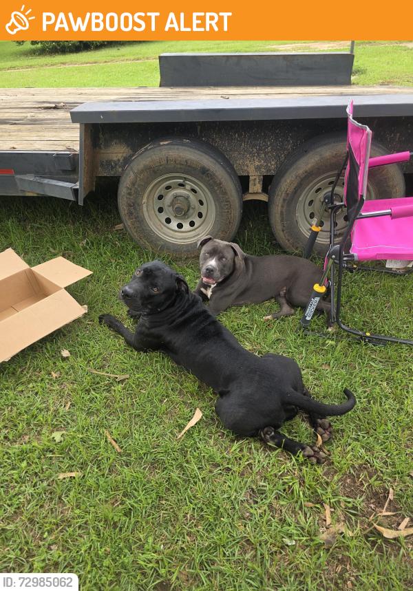 Found/Stray Male Dog last seen Byrneville community center, Escambia County, FL 32535