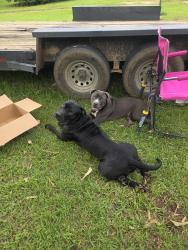 Found/Stray Male Dog last seen Byrneville community center, Escambia County, FL 32535