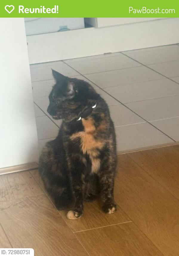 Reunited Unknown Cat last seen Douro street, Bow, England E3 2PZ