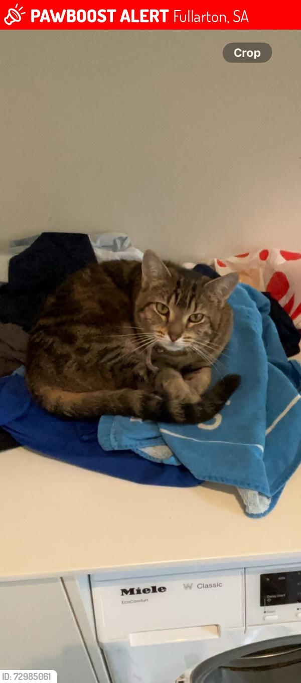 Lost Female Cat last seen Fullarton, Fullarton, SA 5063