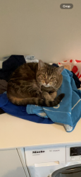 Lost Female Cat last seen Fullarton, Fullarton, SA 5063