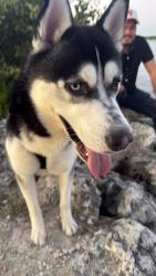 Lost Male Dog last seen Near Sw 200th st, Miami, FL 33177