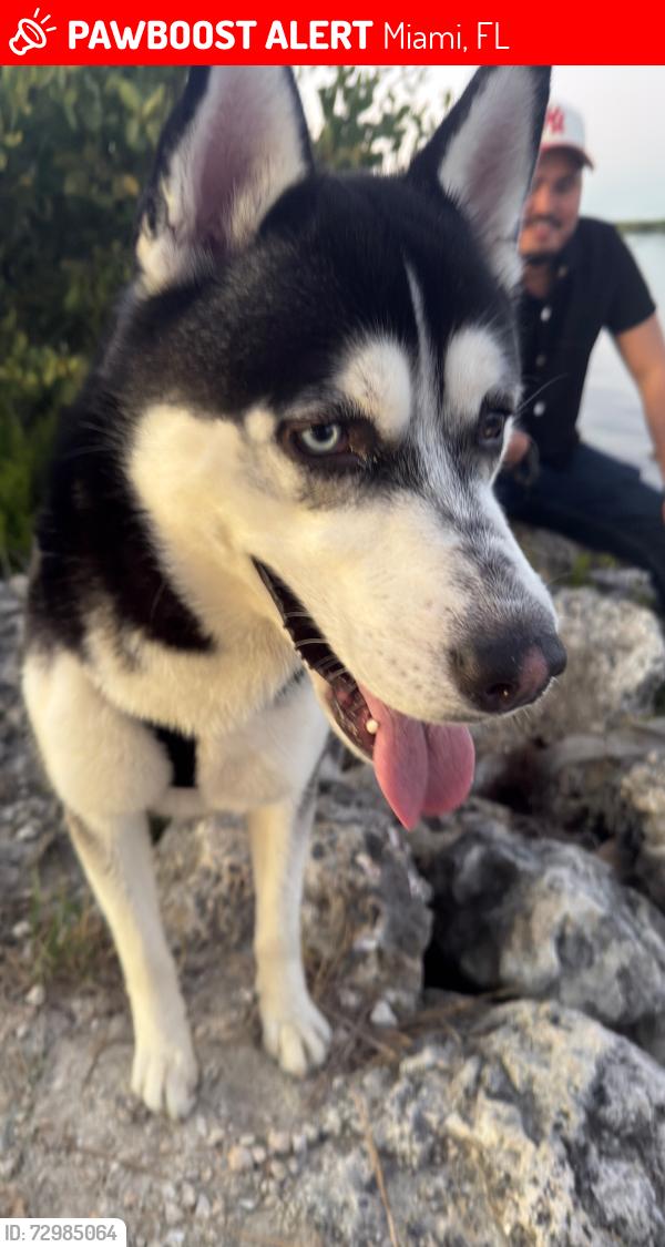 Lost Male Dog last seen Near Sw 200th st, Miami, FL 33177