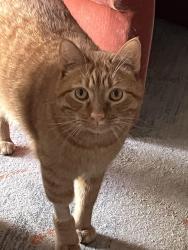Reunited Male Cat last seen Los Feliz Blvd & Griffith Park Blvd, Los Angeles, CA 90027