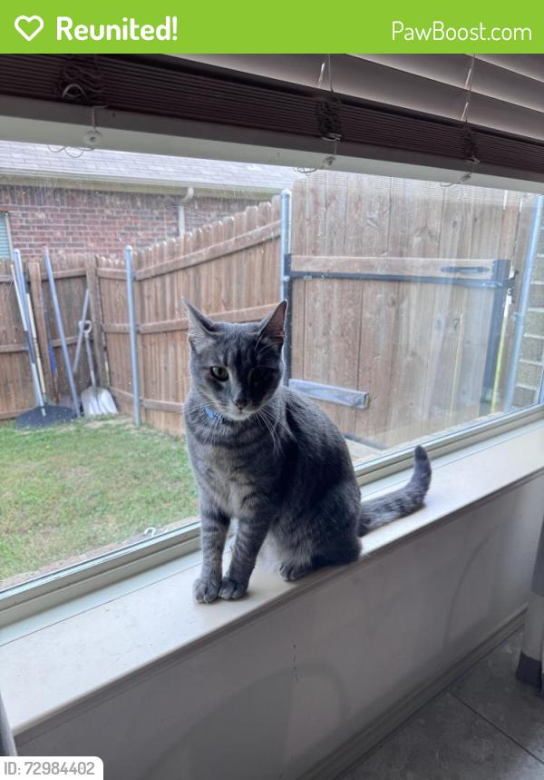 Reunited Male Cat last seen Shagbark and Vintage, Argyle, TX 76226