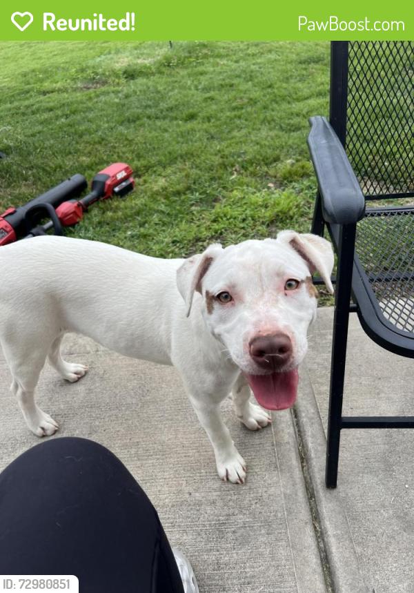 Reunited Female Dog last seen Between Gricklade Dr & Barvas St, Charlotte, NC 28262