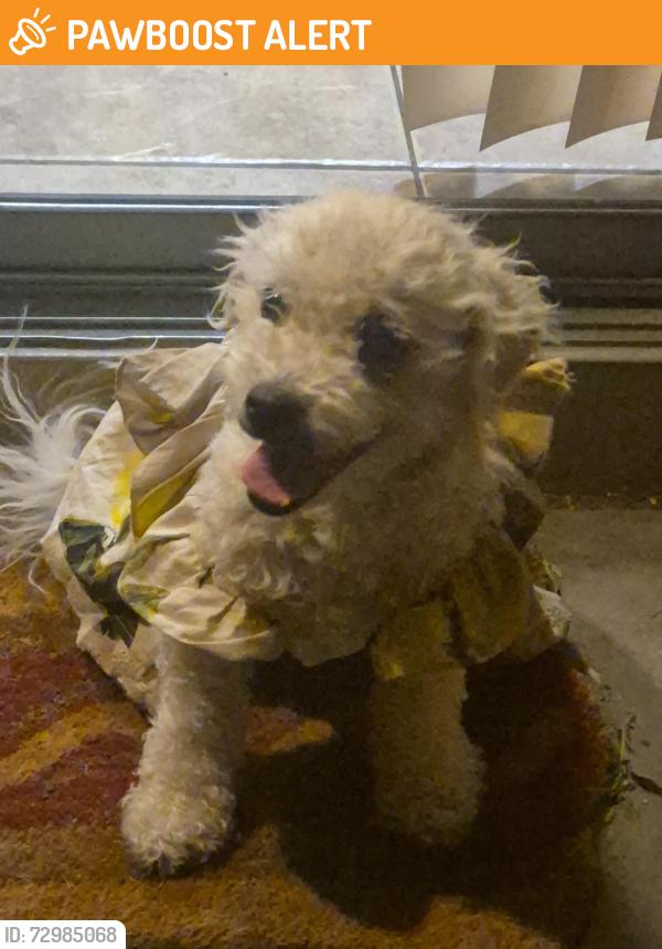Found/Stray Female Dog last seen Delaware and Southern  neighborhood behind Banner goldfield in Apache Junction , Apache Junction, AZ 85120