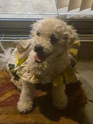 Found/Stray Female Dog last seen Delaware and Southern  neighborhood behind Banner goldfield in Apache Junction , Apache Junction, AZ 85120
