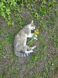 Found/Stray Unknown Cat last seen Near woodstown rd, Mullica Hill, nj, Harrison Township, NJ 08062