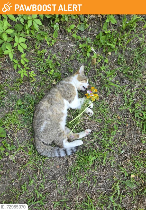 Found/Stray Unknown Cat last seen Near woodstown rd, Mullica Hill, nj, Harrison Township, NJ 08062