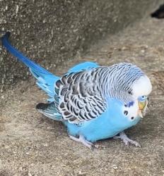 Found/Stray Male Bird last seen Speedway Gas Station, Burlington High School, Burlington, MA 01803