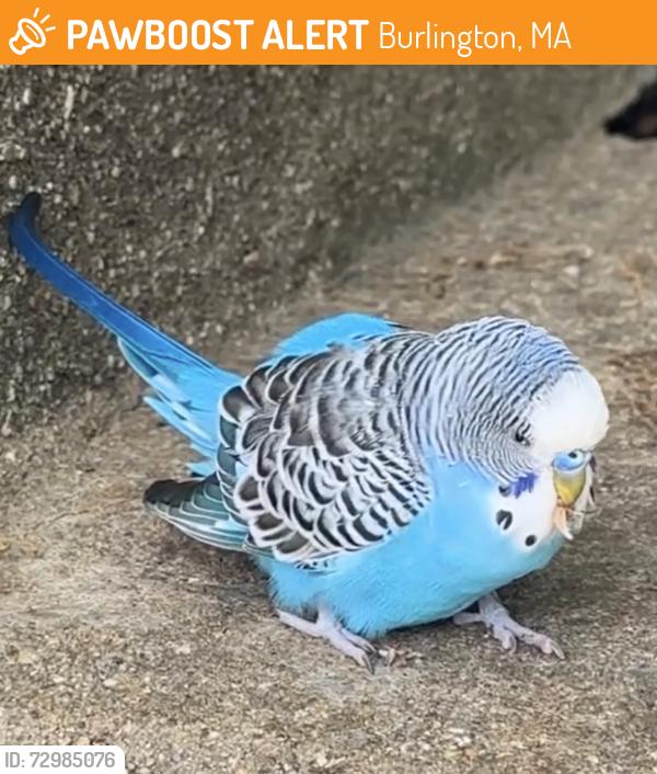 Found/Stray Male Bird last seen Speedway Gas Station, Burlington High School, Burlington, MA 01803