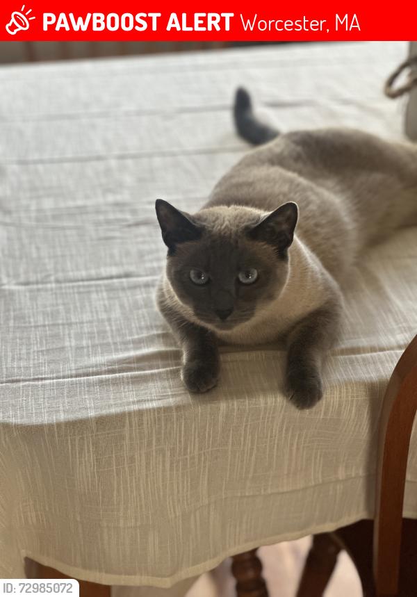 Lost Female Cat last seen Trahan Ave , Worcester, MA 01604