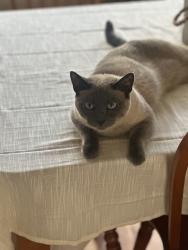 Lost Female Cat last seen Trahan Ave , Worcester, MA 01604