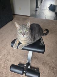Reunited Male Cat last seen Hous4, Mendota Heights, MN 55120