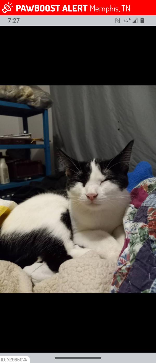 Lost Female Cat last seen Whitten Rd, Memphis, TN 38133