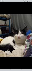 Lost Female Cat last seen Whitten Rd, Memphis, TN 38133