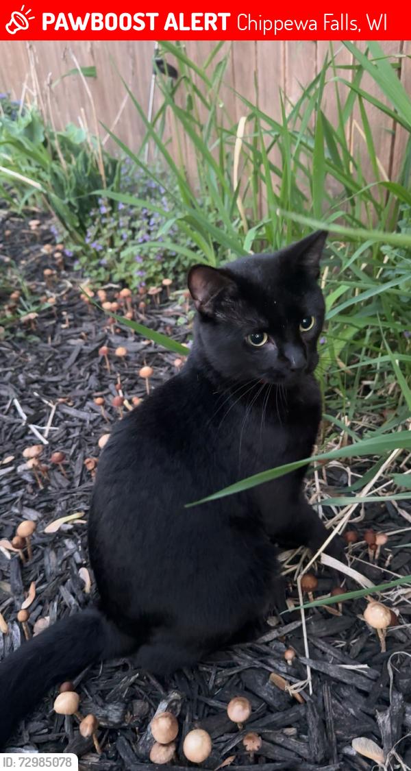 Lost Male Cat last seen W Vine St, Chippewa Falls, WI 54729