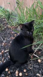 Lost Male Cat last seen W Vine St, Chippewa Falls, WI 54729