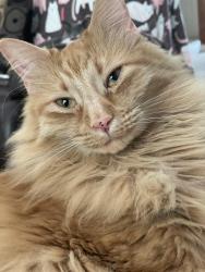 Lost Male Cat last seen Near Lake View Circle, Melbourne, FL 32934