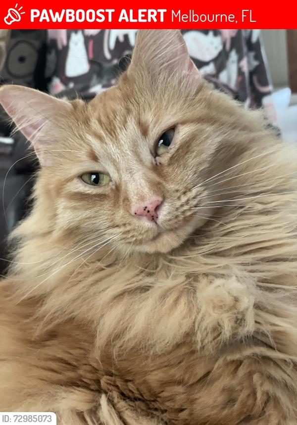 Lost Male Cat last seen Near Lake View Circle, Melbourne, FL 32934