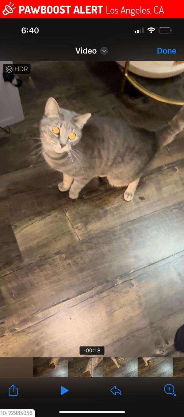 Lost Female Cat last seen Hollywood & Franklin , Los Angeles, CA 90027