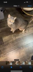 Lost Female Cat last seen Hollywood & Franklin , Los Angeles, CA 90027