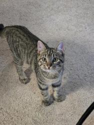 Found/Stray Male Cat last seen Central Park BA, Broken Arrow, OK 74012