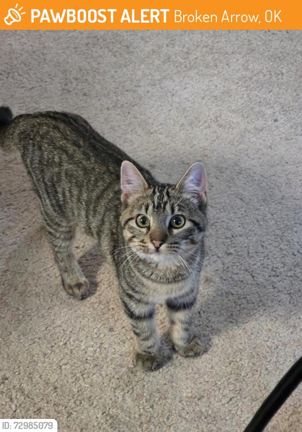 Found/Stray Male Cat last seen Central Park BA , Broken Arrow, OK 74012