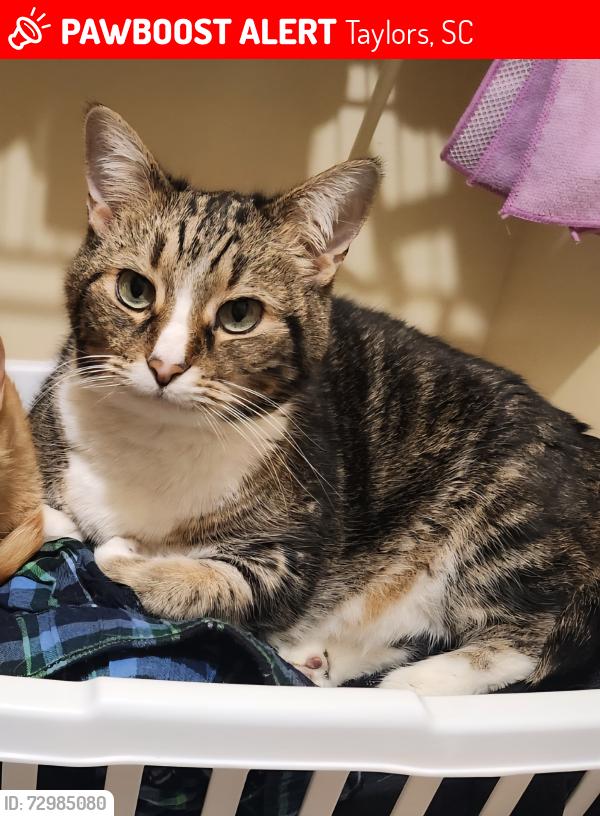 Lost Male Cat last seen Highland Ridge apts , Taylors, SC 29687