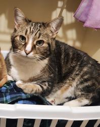 Lost Male Cat last seen Highland Ridge apts , Taylors, SC 29687