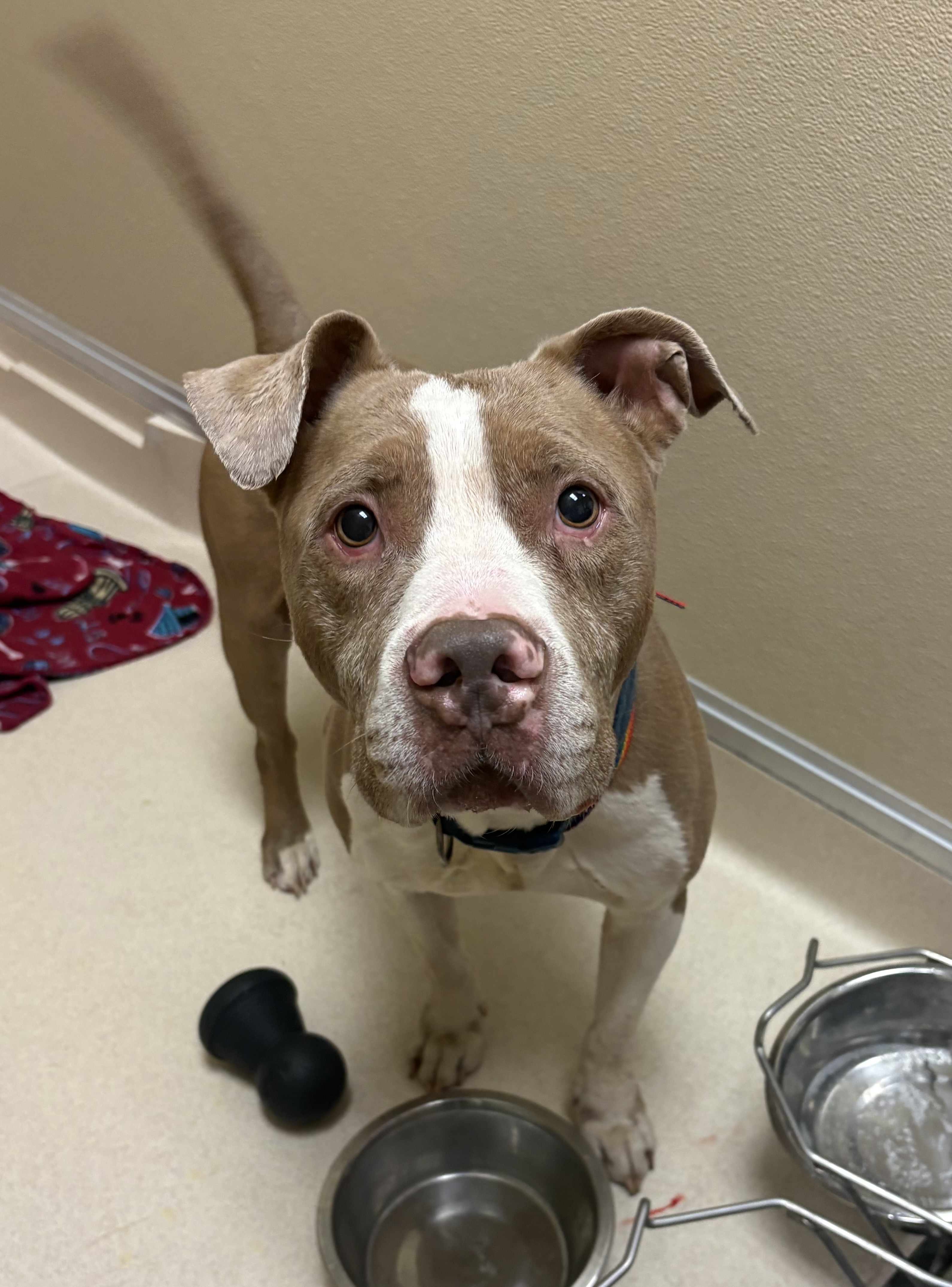Shelter Stray Male Dog last seen Middletown, OH 45044, Hamilton, OH 45011