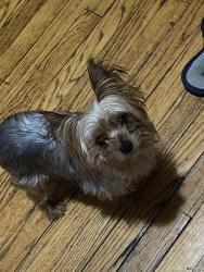 Lost Female Dog last seen Near s Obama drive, Calumet Park, IL 60827