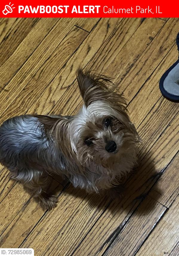 Lost Female Dog last seen Near s Obama drive, Calumet Park, IL 60827