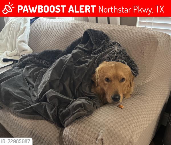 Lost Male Dog last seen @borealis, Northstar Pkwy, TX 76052