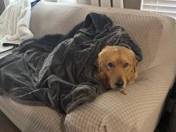 Lost Male Dog last seen @borealis, Northstar Pkwy, TX 76052