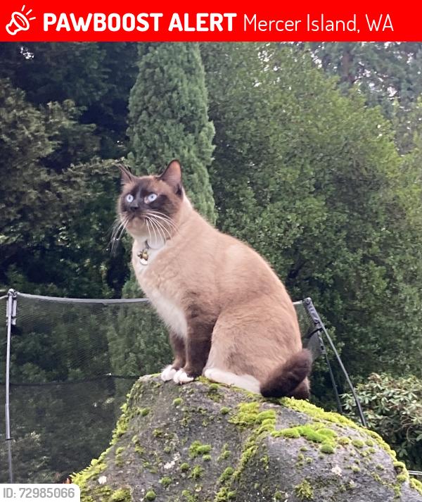 Lost Male Cat last seen Near Luther Burbank Park, Mercer Island, WA 98040