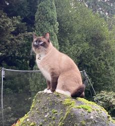 Lost Male Cat last seen Near Luther Burbank Park, Mercer Island, WA 98040