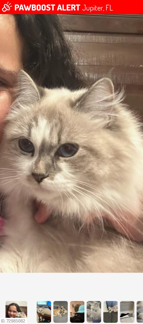 Lost Female Cat last seen Bluffs of Jupiter Seashore Rd , Jupiter, FL 33477