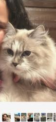 Lost Female Cat last seen Bluffs of Jupiter Seashore Rd , Jupiter, FL 33477
