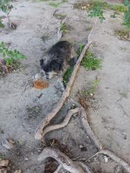 Reunited Unknown Dog last seen Atlantic and MLK Jr. Blvd., Lynwood, CA 90262