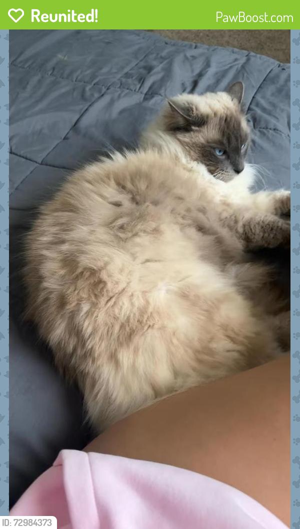 Reunited Male Cat last seen Di lusson, Elk Grove, CA 95758