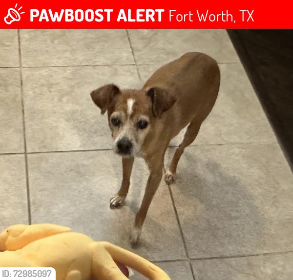 Lost Male Dog last seen Riverside/Timberland, Fort Worth, TX 76244