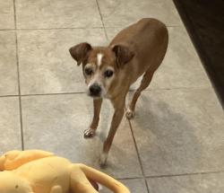 Lost Male Dog last seen Riverside/Timberland, Fort Worth, TX 76244