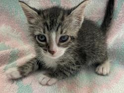 Shelter Stray Female Cat last seen Near Seneca Avenue, STATEN ISLAND, NY, 10301, Staten Island, NY 10309