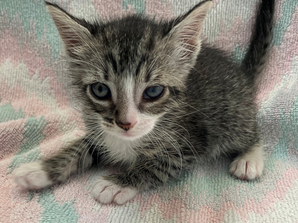 Shelter Stray Female Cat last seen Near Seneca Avenue, STATEN ISLAND, NY, 10301, Staten Island, NY 10309